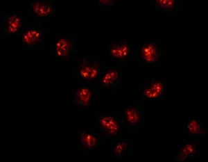 Immunocytochemistry/ Immunofluorescence - Anti-FUBP3 antibody [EPR13174] - BSA and Azide free (AB250292)