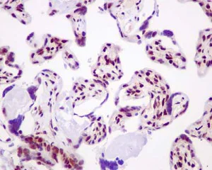 Immunohistochemistry (Formalin/PFA-fixed paraffin-embedded sections) - Anti-FUBP3 antibody [EPR13174] - BSA and Azide free (AB250292)