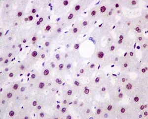 Immunohistochemistry (Formalin/PFA-fixed paraffin-embedded sections) - Anti-FUBP3 antibody [EPR13174] - BSA and Azide free (AB250292)