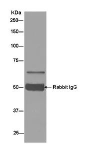Immunoprecipitation - Anti-FUBP3 antibody [EPR13174] - BSA and Azide free (AB250292)