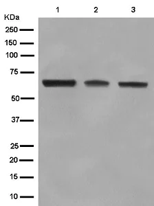Western blot - Anti-FUBP3 antibody [EPR13174] - BSA and Azide free (AB250292)
