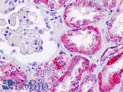 Immunohistochemistry (Formalin/PFA-fixed paraffin-embedded sections) - Anti-FUCA1 antibody (AB230324)