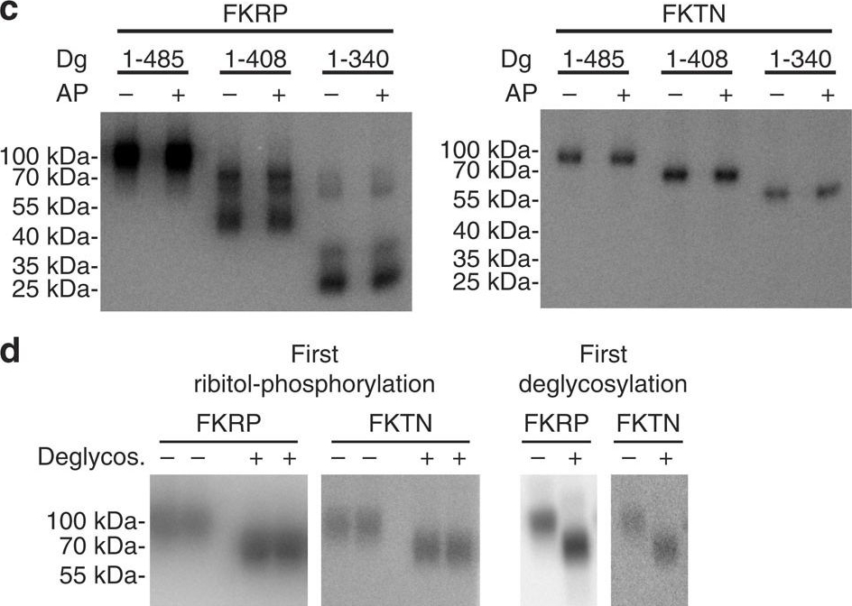 Western blot - Anti-Fukutin antibody [EPR7913] (AB131280), expandable thumbnail