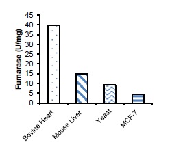 Functional Studies - Fumarase Activity Assay Kit (Colorimetric) (AB196992)