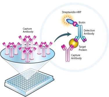 Sandwich ELISA - Fumarase Specific Activity Assay Kit (AB110043)