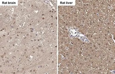 Immunohistochemistry (Formalin/PFA-fixed paraffin-embedded sections) - Anti-Fumarylacetoacetate hydrolase/FAA antibody (AB151998)