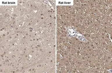 Immunohistochemistry (Formalin/PFA-fixed paraffin-embedded sections) - Anti-Fumarylacetoacetate hydrolase/FAA antibody (AB151998)