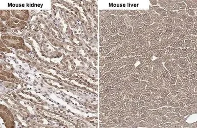 Immunohistochemistry (Formalin/PFA-fixed paraffin-embedded sections) - Anti-Fumarylacetoacetate hydrolase/FAA antibody (AB151998)