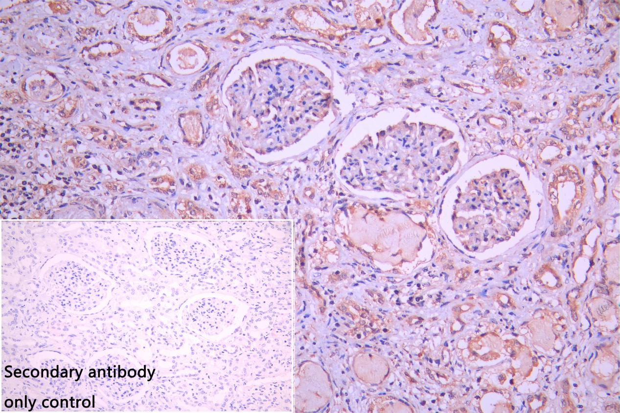 Immunohistochemistry (Formalin/PFA-fixed paraffin-embedded sections) - Anti-FUNDC1 antibody (AB224722)