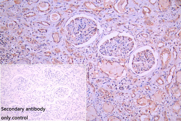 Immunohistochemistry (Formalin/PFA-fixed paraffin-embedded sections) - Anti-FUNDC1 antibody (AB224722)