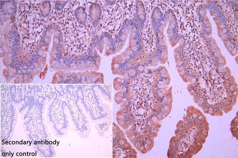 Immunohistochemistry (Formalin/PFA-fixed paraffin-embedded sections) - Anti-FUNDC1 antibody (AB224722)