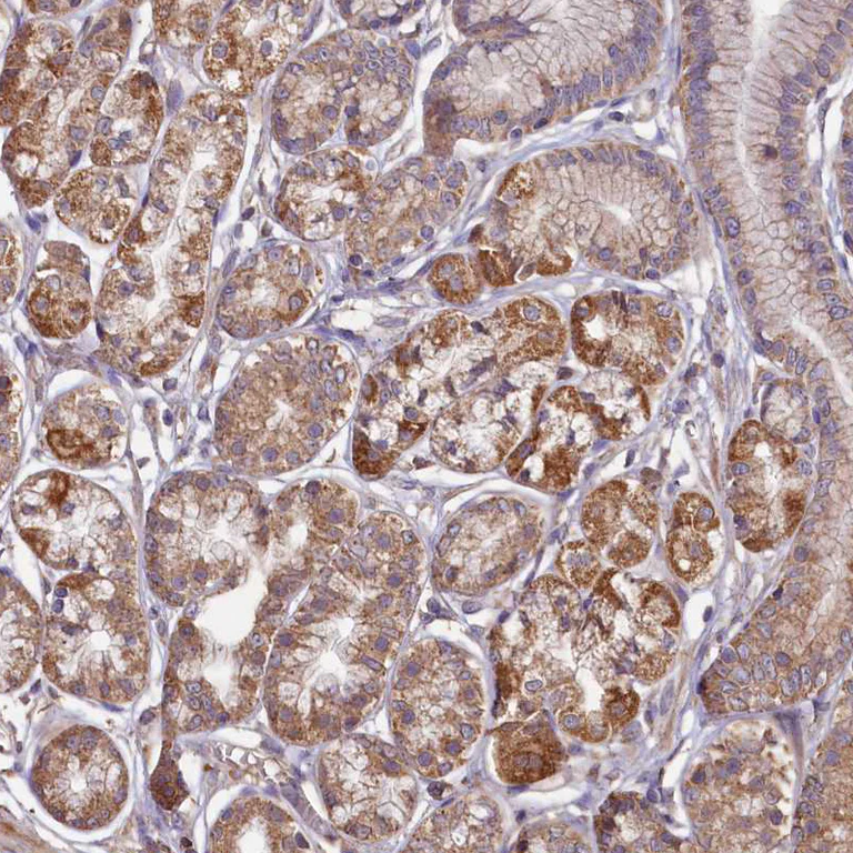 Immunohistochemistry (Formalin/PFA-fixed paraffin-embedded sections) - Anti-FUNDC1 antibody (AB272627)