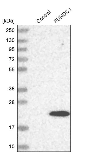 Western blot - Anti-FUNDC1 antibody (AB272627)