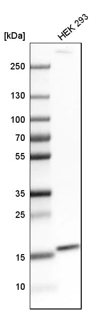 Western blot - Anti-FUNDC1 antibody (AB272627)