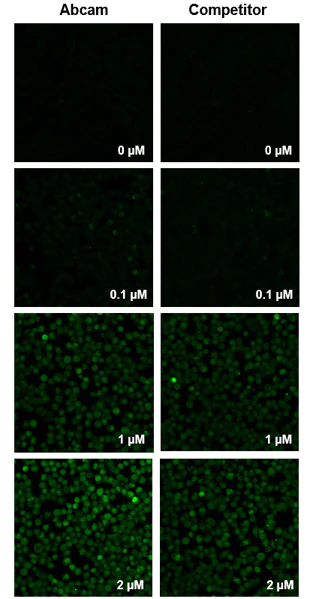 Fluorescent Cell Imaging - Fura-2 AM, Ca2+ selective fluorescent indicator (AB120873)