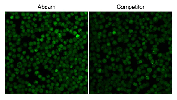Fluorescent Cell Imaging - Fura-2 AM, Ca2+ selective fluorescent indicator (AB120873)