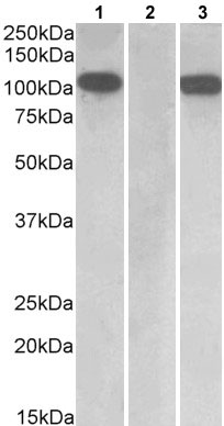 Western blot - Anti-Furin antibody (AB177231), expandable thumbnail