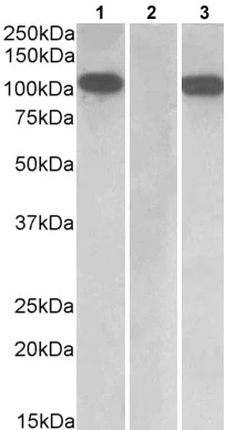 Western blot - Anti-Furin antibody (AB177231)