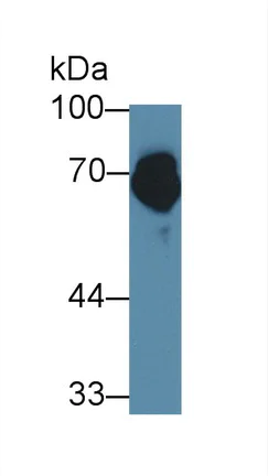 Western blot - Anti-Furin antibody (AB231573)