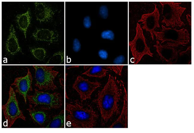 Immunocytochemistry - Anti-Furin antibody (AB3467)