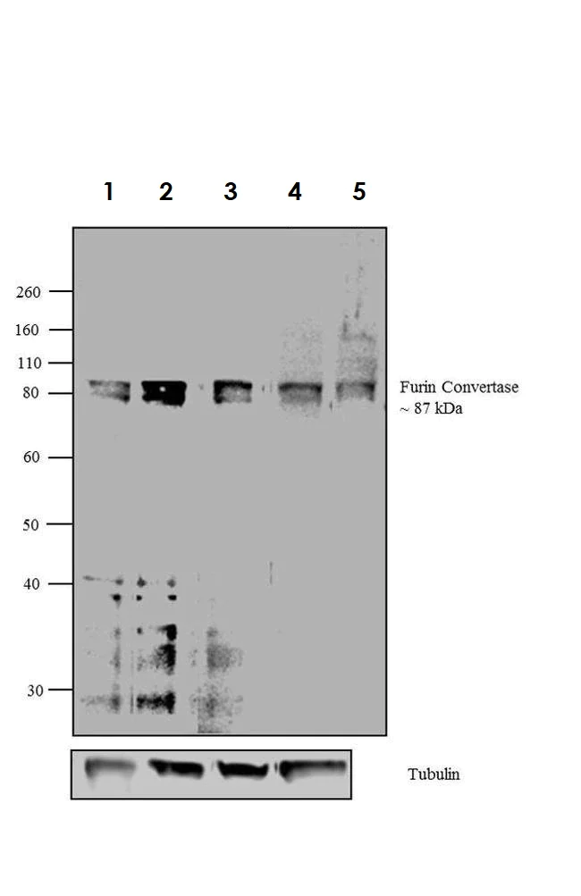 Western blot - Anti-Furin antibody (AB3467)