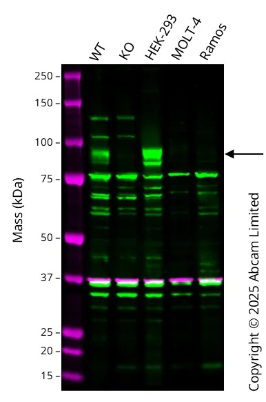 Western blot - Anti-Furin antibody (AB3467)