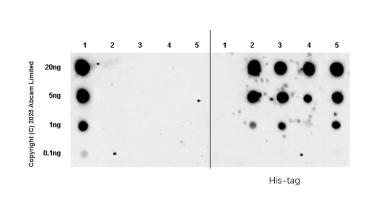 Dot Blot - Anti-FURIN antibody [EPR28939-503] (AB324231)