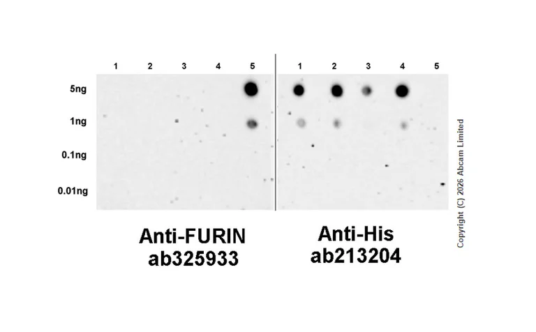 Dot Blot - Anti-FURIN antibody [EPR28939-521] (AB325933)