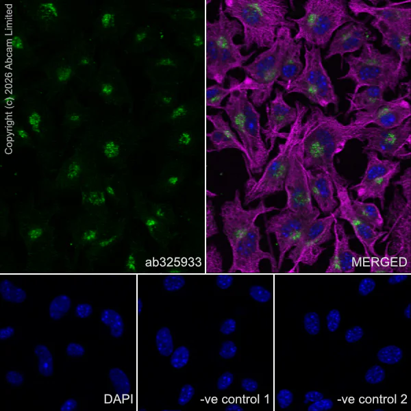Immunocytochemistry/ Immunofluorescence - Anti-FURIN antibody [EPR28939-521] (AB325933)