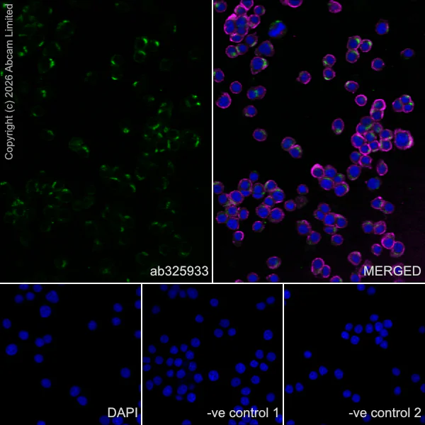 Immunocytochemistry/ Immunofluorescence - Anti-FURIN antibody [EPR28939-521] (AB325933)