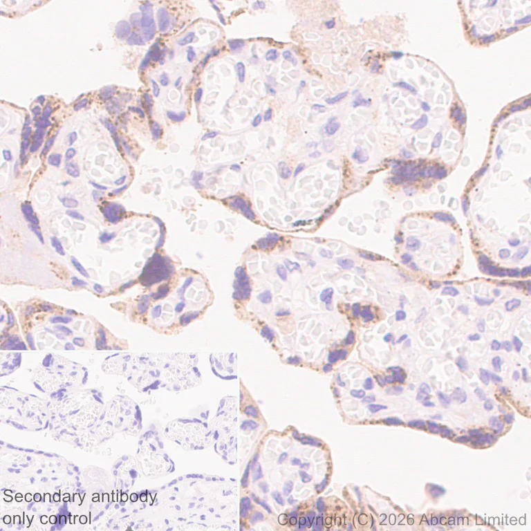 Immunohistochemistry (Formalin/PFA-fixed paraffin-embedded sections) - Anti-FURIN antibody [EPR28939-521] (AB325933)