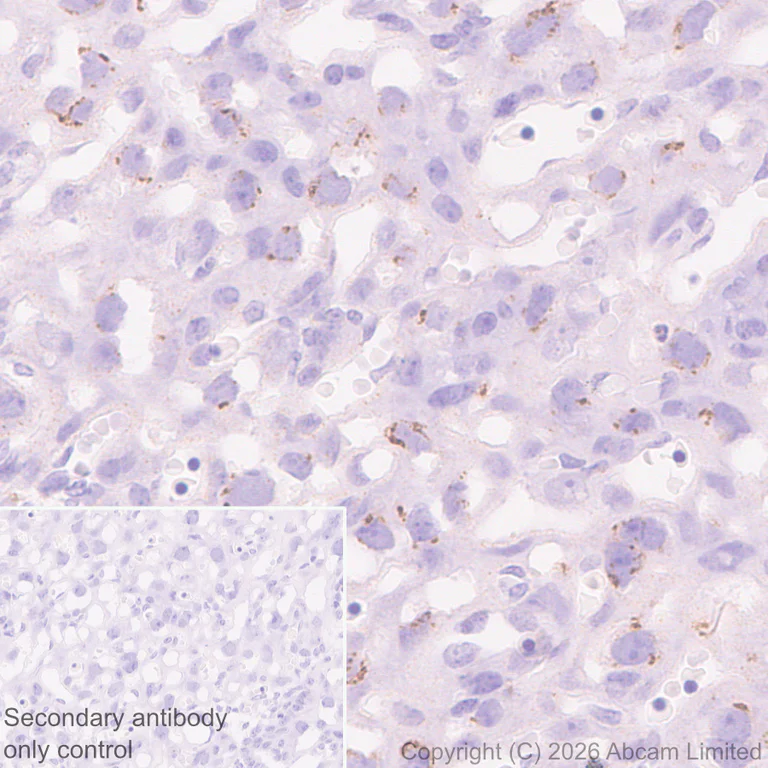 Immunohistochemistry (Formalin/PFA-fixed paraffin-embedded sections) - Anti-FURIN antibody [EPR28939-521] (AB325933)