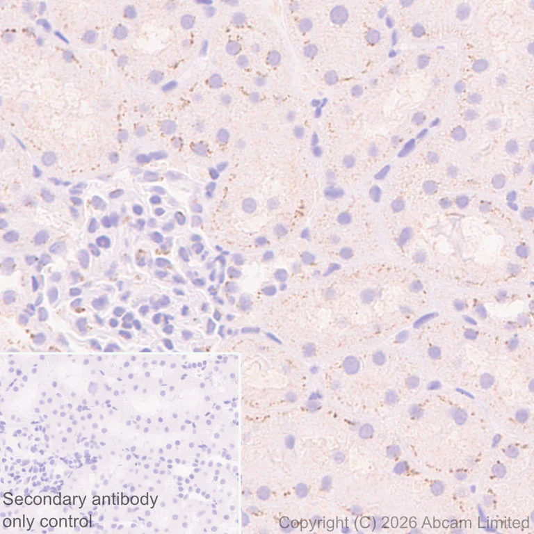 Immunohistochemistry (Formalin/PFA-fixed paraffin-embedded sections) - Anti-FURIN antibody [EPR28939-521] (AB325933)