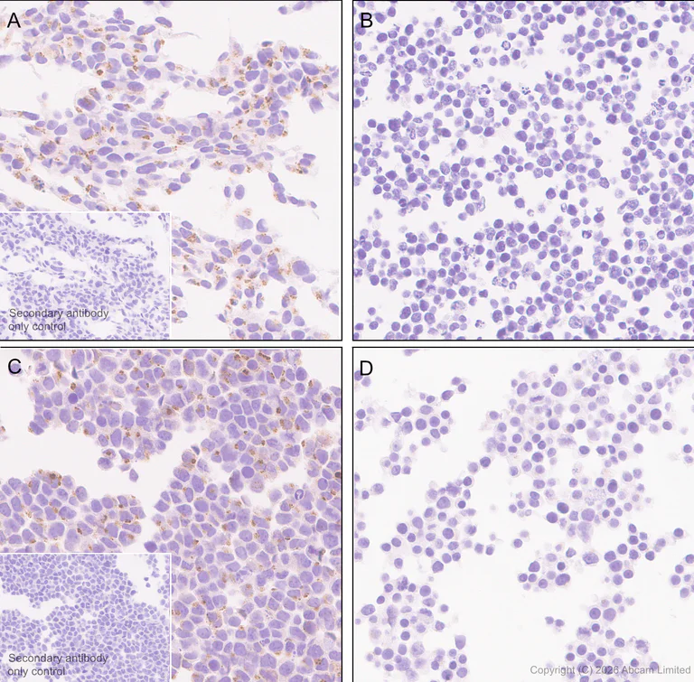 Immunohistochemistry (Formalin/PFA-fixed paraffin-embedded sections) - Anti-FURIN antibody [EPR28939-521] (AB325933)