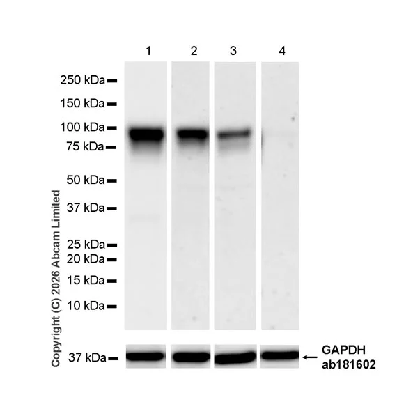 Western blot - Anti-FURIN antibody [EPR28939-521] (AB325933)