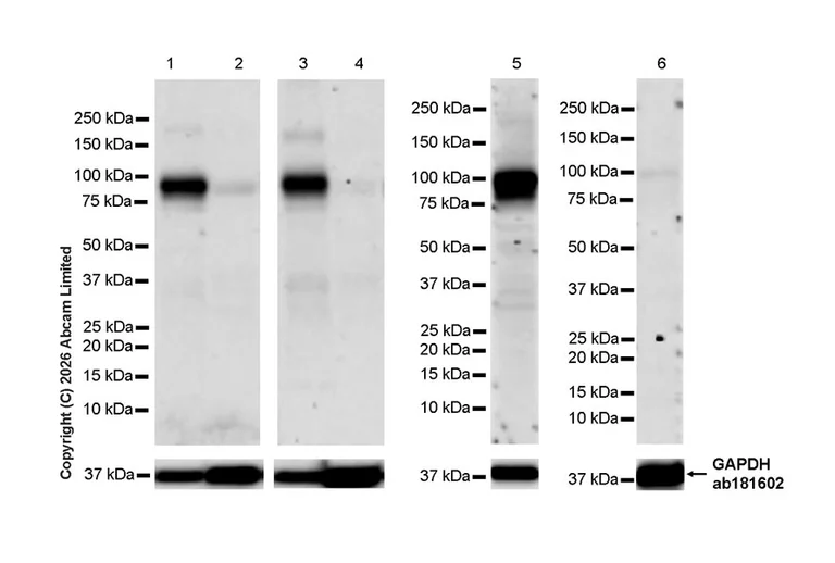 Western blot - Anti-FURIN antibody [EPR28939-521] (AB325933)