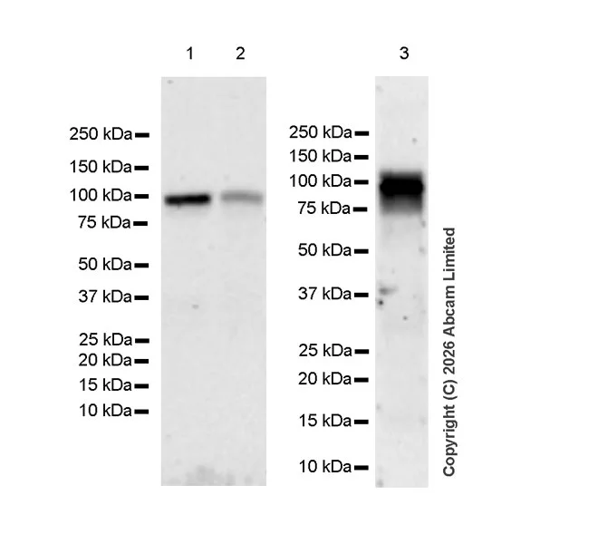 Western blot - Anti-FURIN antibody [EPR28939-521] (AB325933)