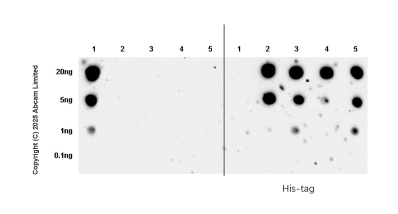 Dot Blot - Anti-FURIN antibody [EPR28939-585] (AB324232), expandable thumbnail
