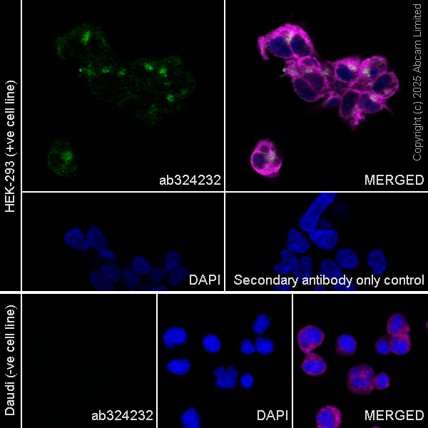 Immunocytochemistry/ Immunofluorescence - Anti-FURIN antibody [EPR28939-585] (AB324232), expandable thumbnail