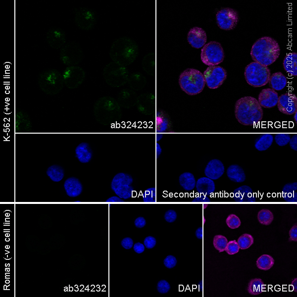 Immunocytochemistry/ Immunofluorescence - Anti-FURIN antibody [EPR28939-585] (AB324232), expandable thumbnail