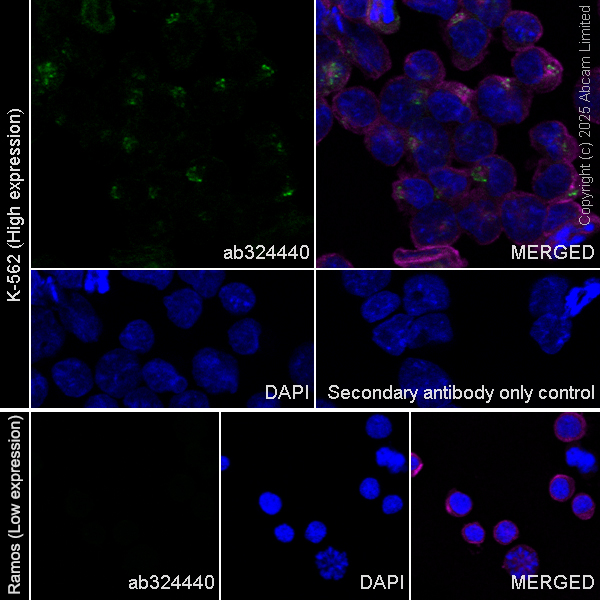 Immunocytochemistry/ Immunofluorescence - Anti-FURIN antibody [RM2083] (AB324440), expandable thumbnail