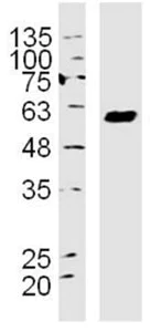 Western blot - Anti-FUT10 antibody (AB217197)