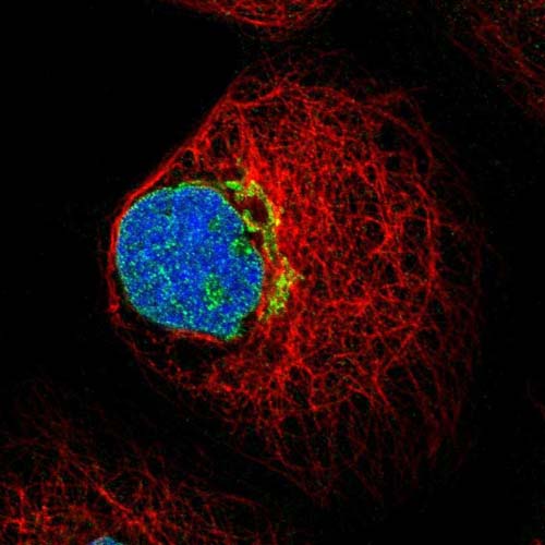 Immunocytochemistry/ Immunofluorescence - Anti-FUT11 antibody (AB121411), expandable thumbnail