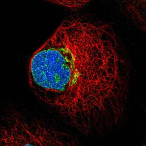 Immunocytochemistry/ Immunofluorescence - Anti-FUT11 antibody (AB121411)