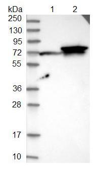 Western blot - Anti-FUT11 antibody (AB121411), expandable thumbnail