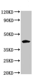 Western blot - Anti-FUT3 antibody (AB235831)