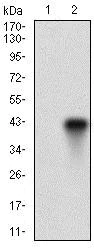Western blot - Anti-FUT4 antibody [6B11B4] (AB181461)