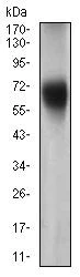 Western blot - Anti-FUT4 antibody [6B11B4] (AB181461)