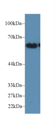 Western blot - Anti-FUT4 antibody (AB231561)