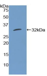 Western blot - Anti-FUT4 antibody (AB231561)